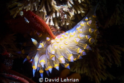 Santa Barbara Janolus at Monterey Wharf #2. We have been ... by David Lehrian 